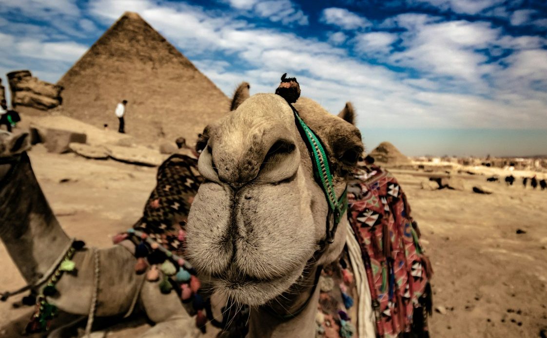 a camel with a blanket on its back